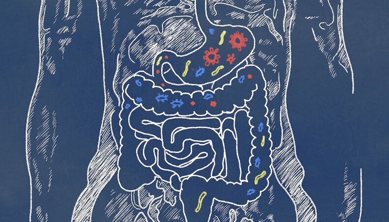 Parasites in the human gut