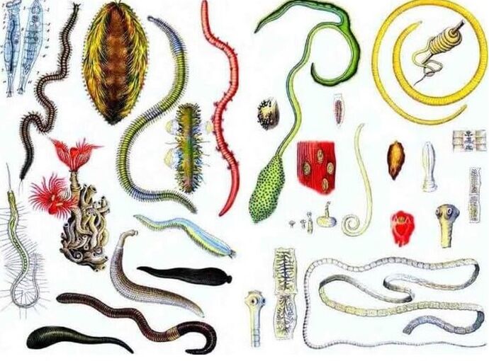 Parasite Types