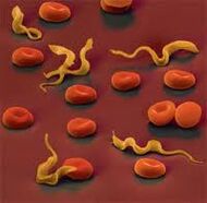 Parasite