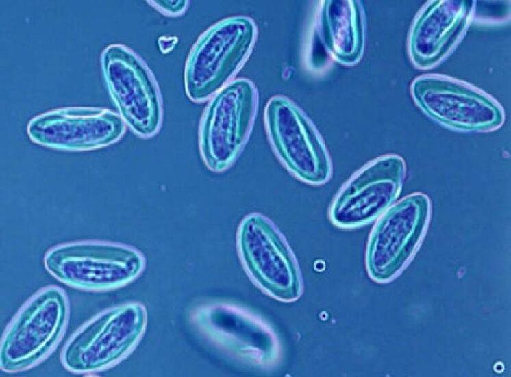 Human worms