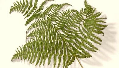 Herbal remedies for internal parasites