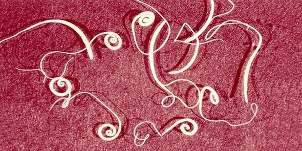 Pinworms from the human body