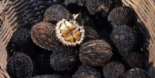 Black walnuts treat internal parasites