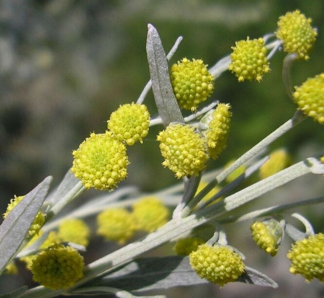 Mugwort can remove parasites from the body