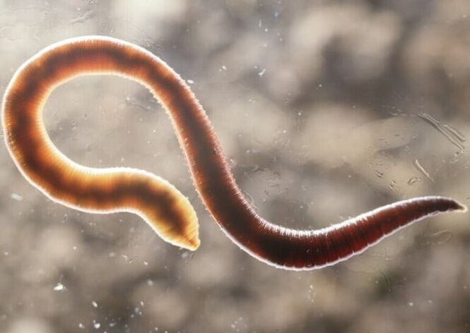 helminth parasites from human body