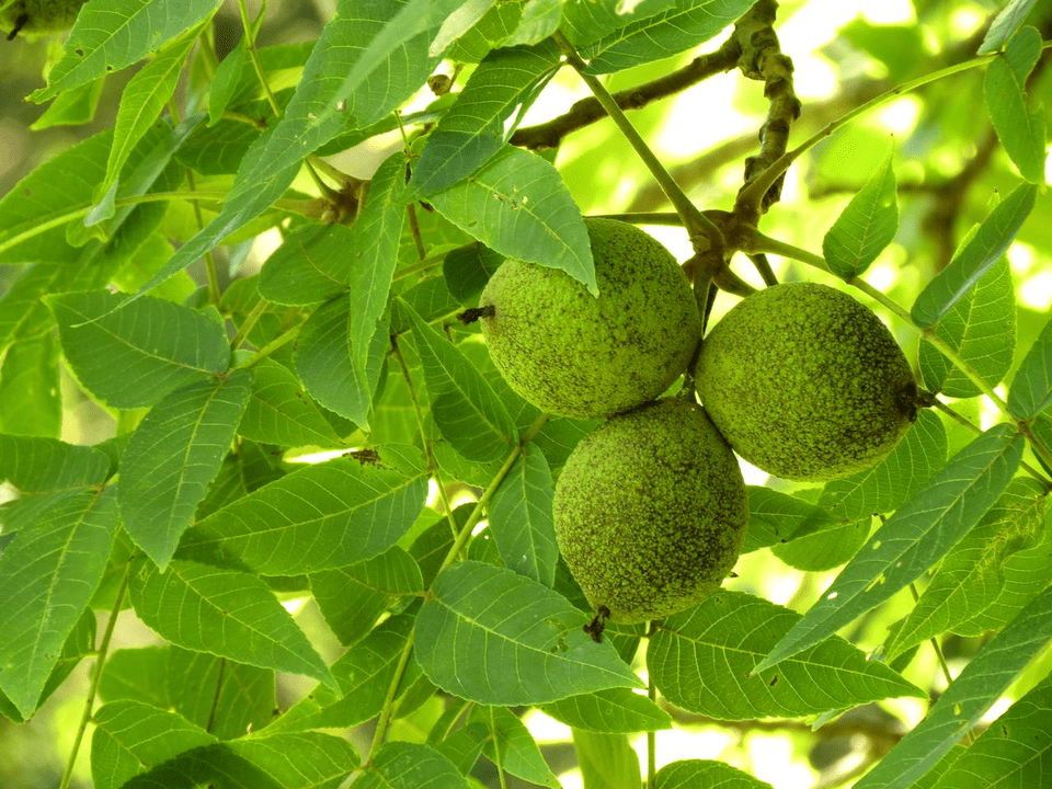 Black Walnut Fights Parasites