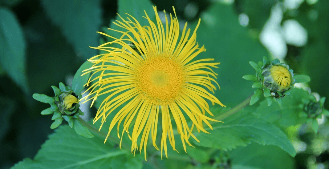 Elecampane fights parasites