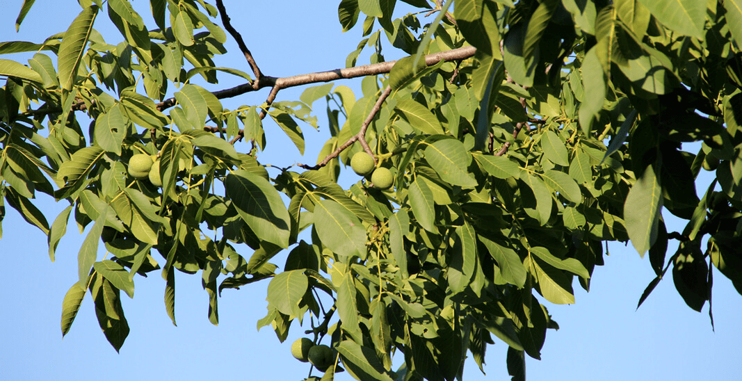 Parasite lives in walnuts