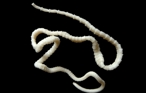 What do cow tapeworms look like in the human body